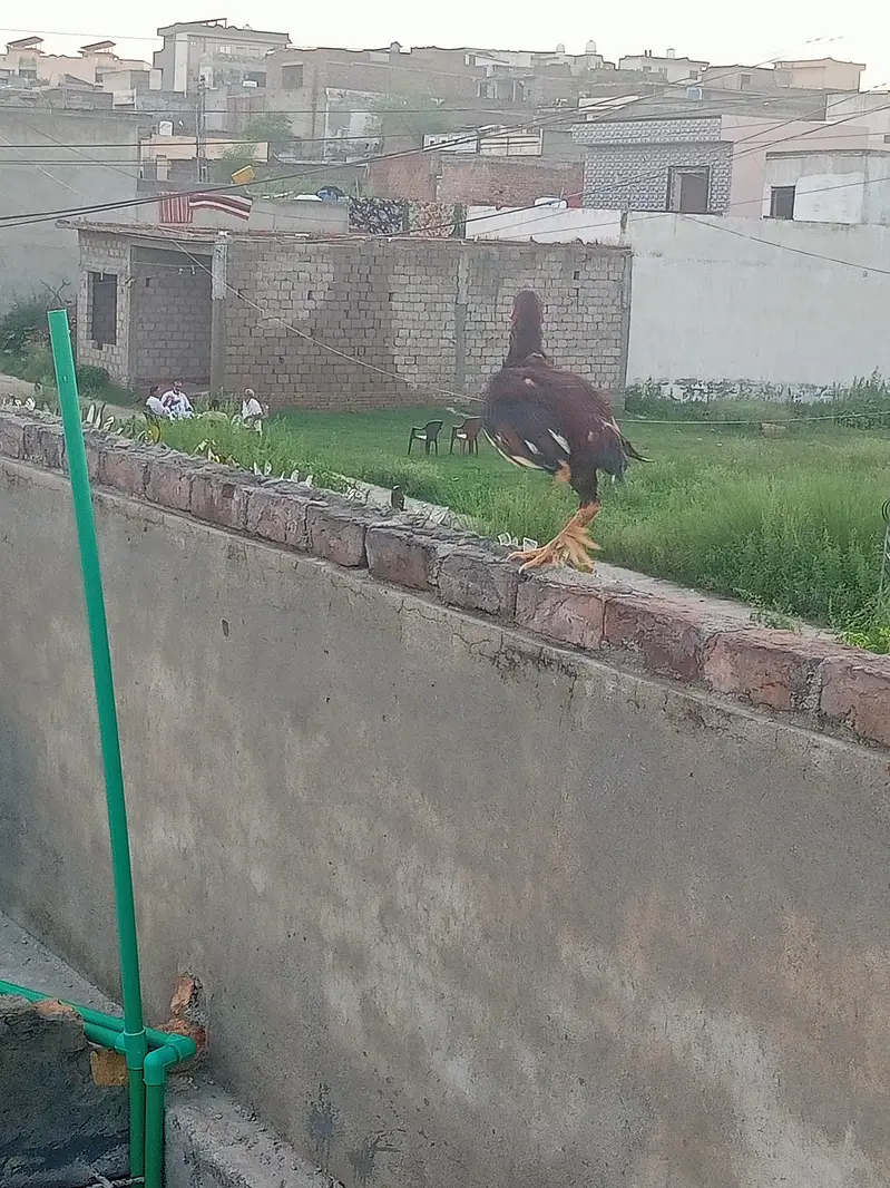 Aseel male for sale — photo 5
