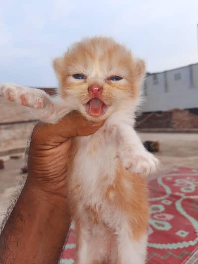 6 pure pension kitten's 3 pair available 20000 per cat per pair 35000
