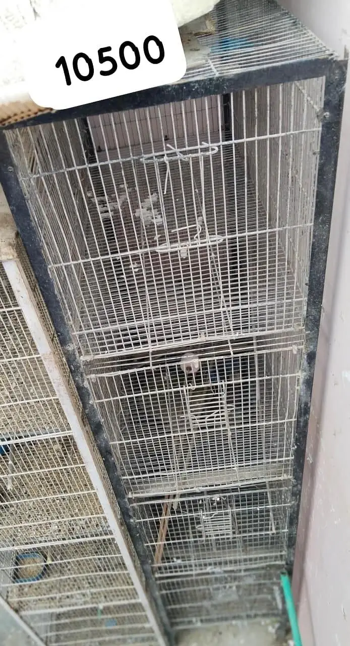 3 cages hai best prices rates pics pr likhy Hain time waste na krein — photo 3