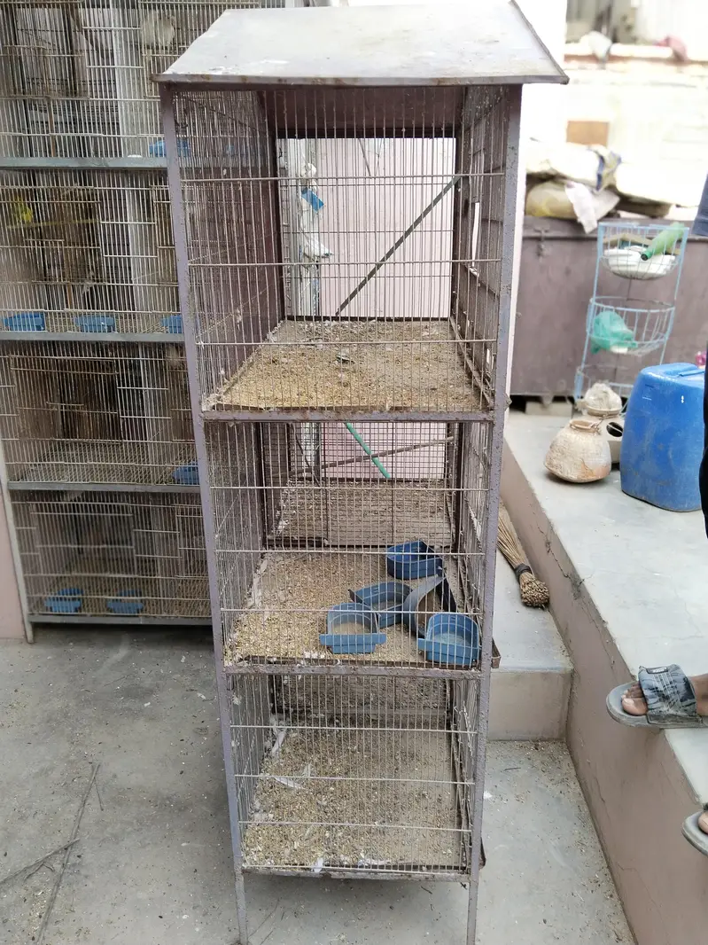 3 cages hai best prices rates pics pr likhy Hain time waste na krein — photo 6