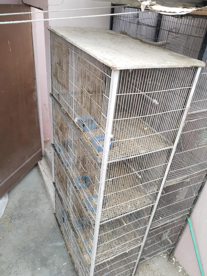 3 cages hai best prices rates pics pr likhy Hain time waste na krein — photo 7