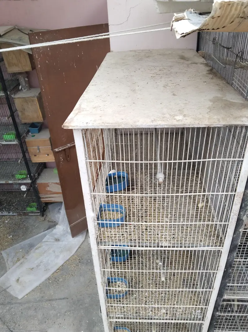 3 cages hai best prices rates pics pr likhy Hain time waste na krein — photo 9