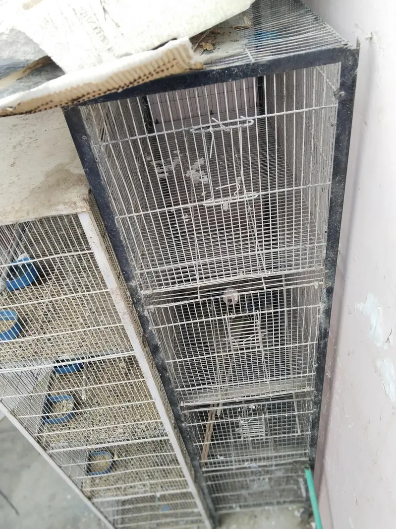 3 cages hai best prices rates pics pr likhy Hain time waste na krein — photo 10