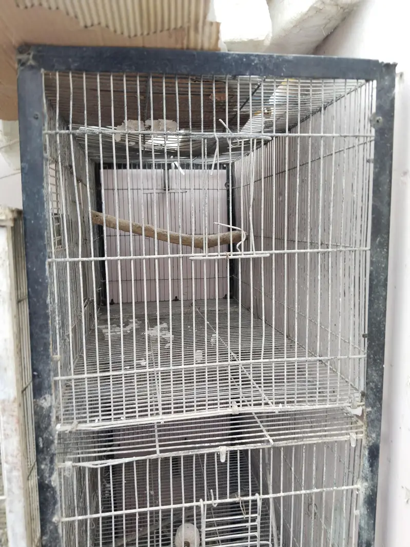 3 cages hai best prices rates pics pr likhy Hain time waste na krein — photo 11