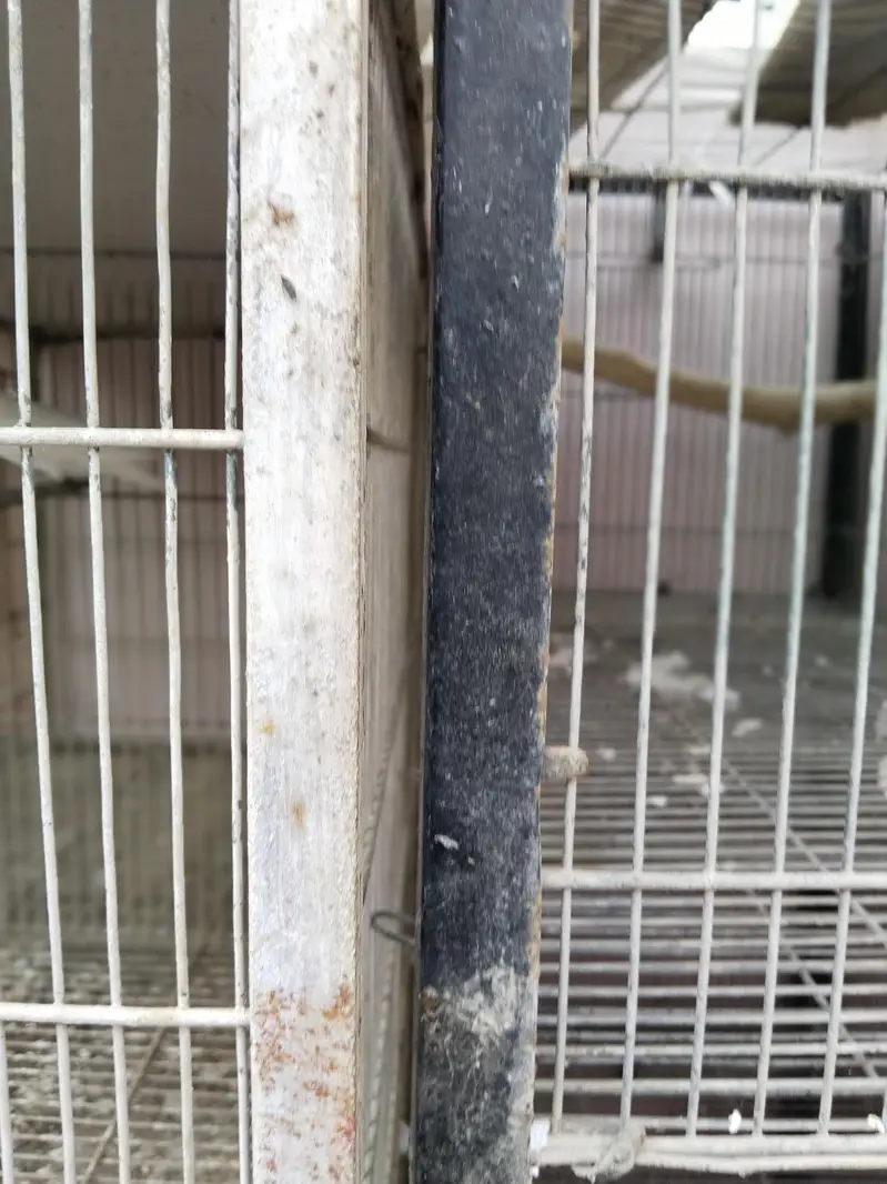 3 cages hai best prices rates pics pr likhy Hain time waste na krein — photo 12