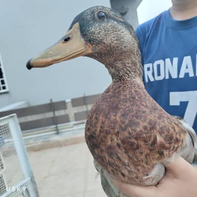 Mallard Male Duck