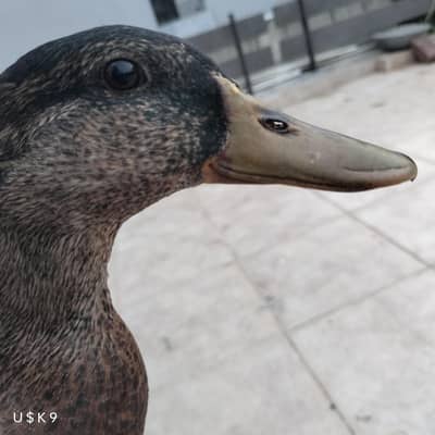 Mallard Male Duck