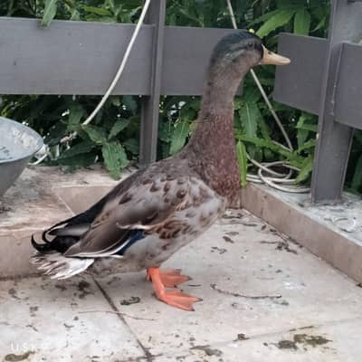 Mallard Male Duck