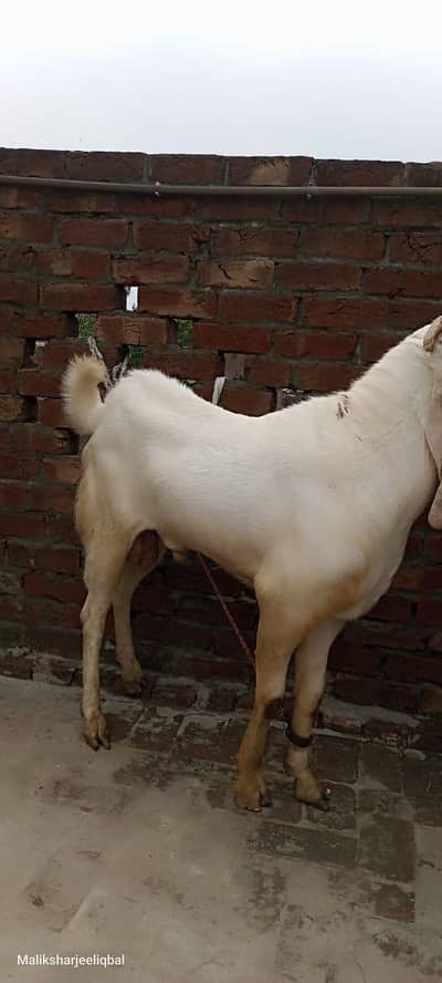 this Bakra is sale