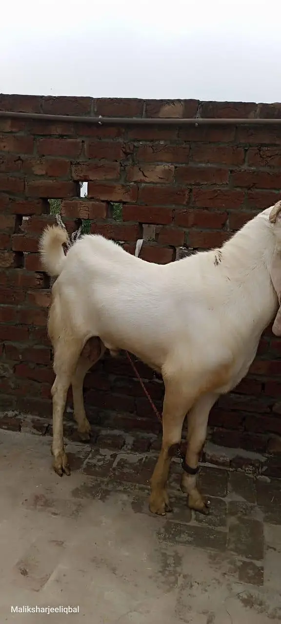 this Bakra is sale