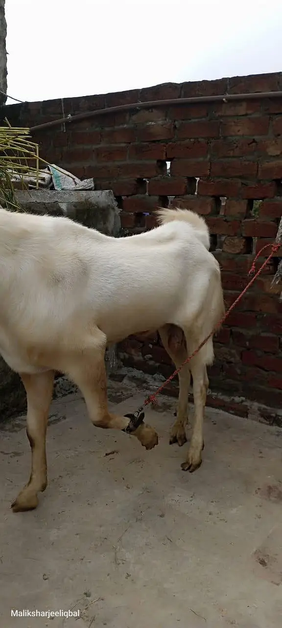 this Bakra is sale — photo 2