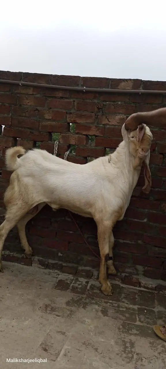 this Bakra is sale — photo 4