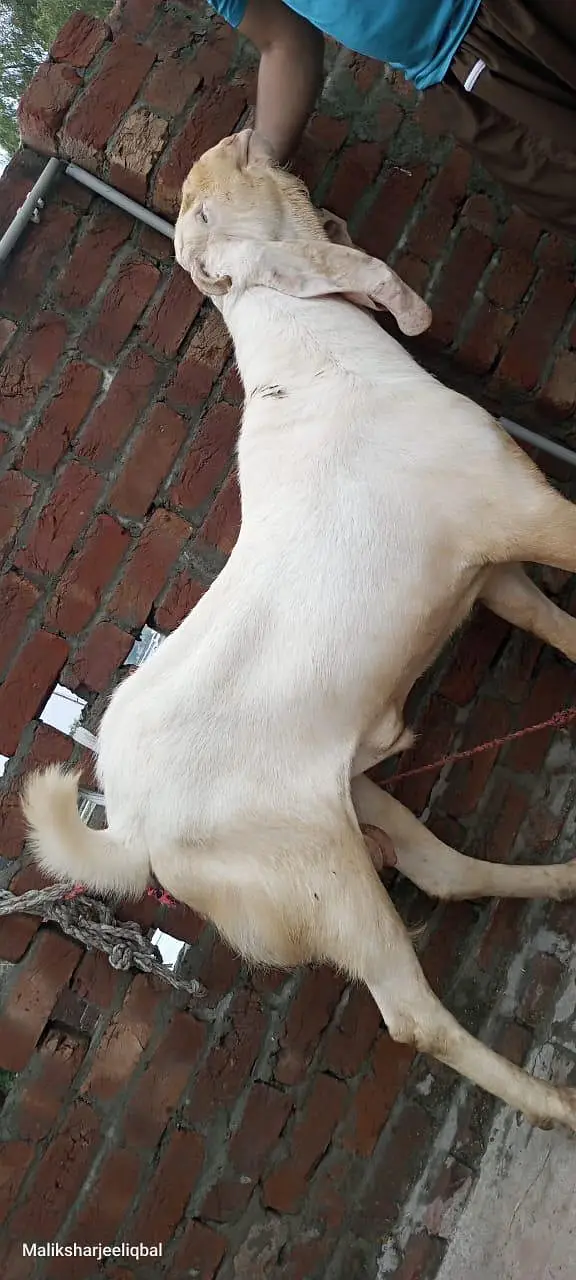 this Bakra is sale — photo 5