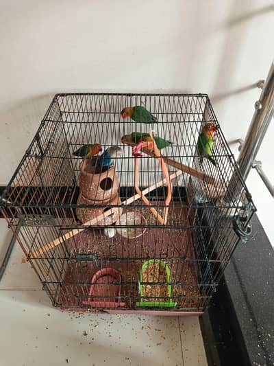 parrot cage