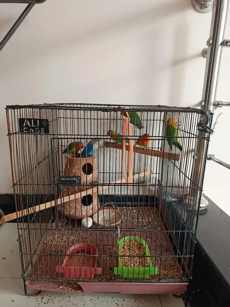 parrot cage — photo 2