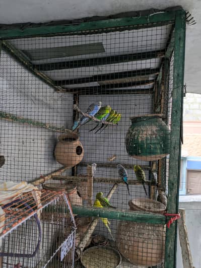 20 pairs with cage
