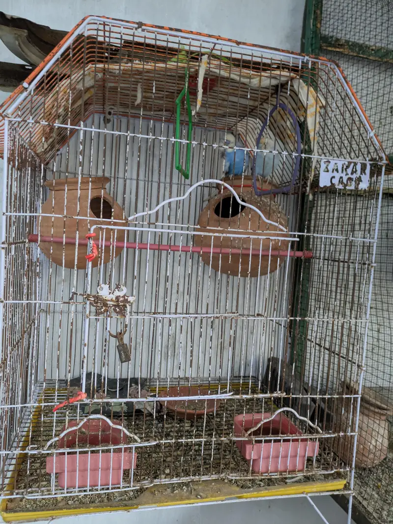 20 parrot with large cage 7 pair 6 nar 17 matkiyan — photo 2