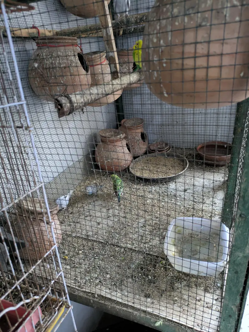 20 parrot with large cage 7 pair 6 nar 17 matkiyan — photo 3