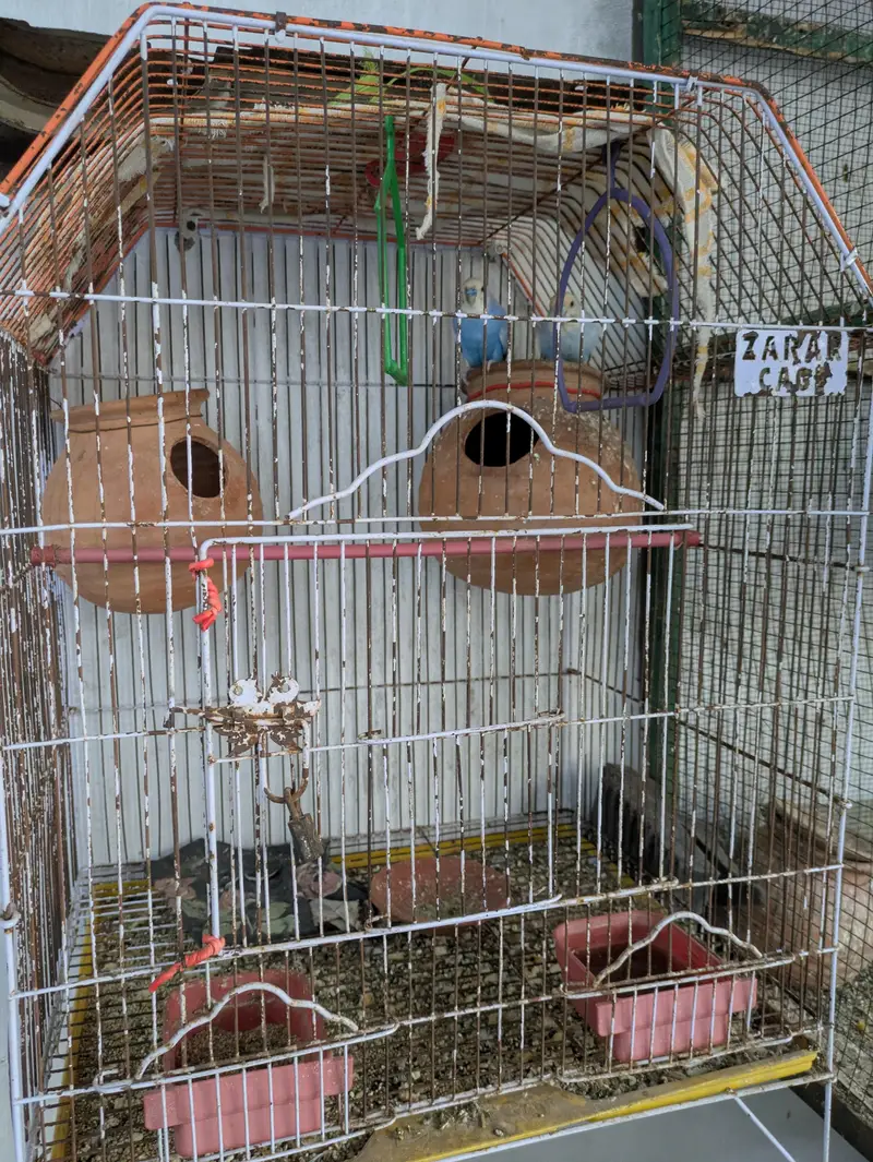 20 parrot with large cage 7 pair 6 nar 17 matkiyan — photo 4