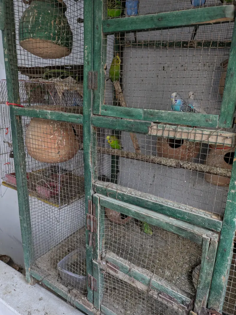 20 parrot with large cage 7 pair 6 nar 17 matkiyan — photo 5