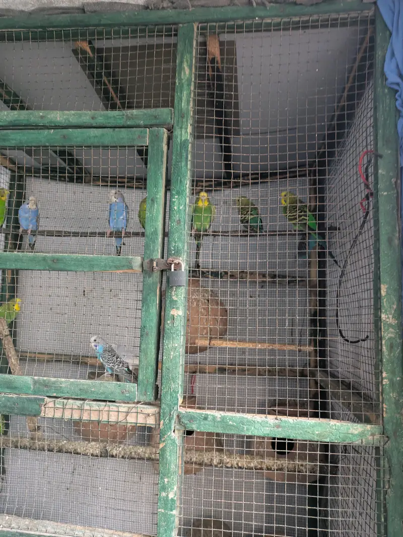 20 parrot with large cage 7 pair 6 nar 17 matkiyan — photo 6