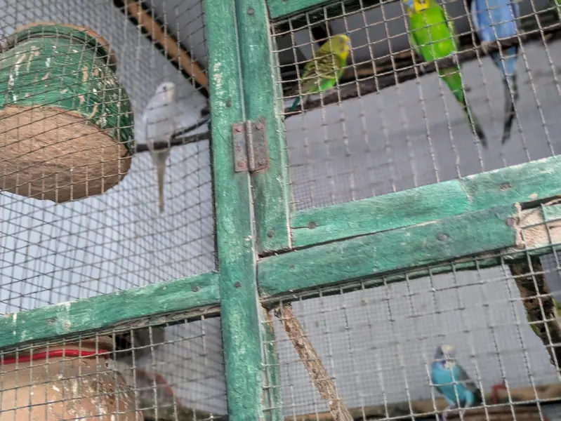 20 parrot with large cage 7 pair 6 nar 17 matkiyan — photo 7