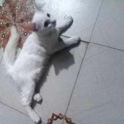 Pure White Persian Cat
