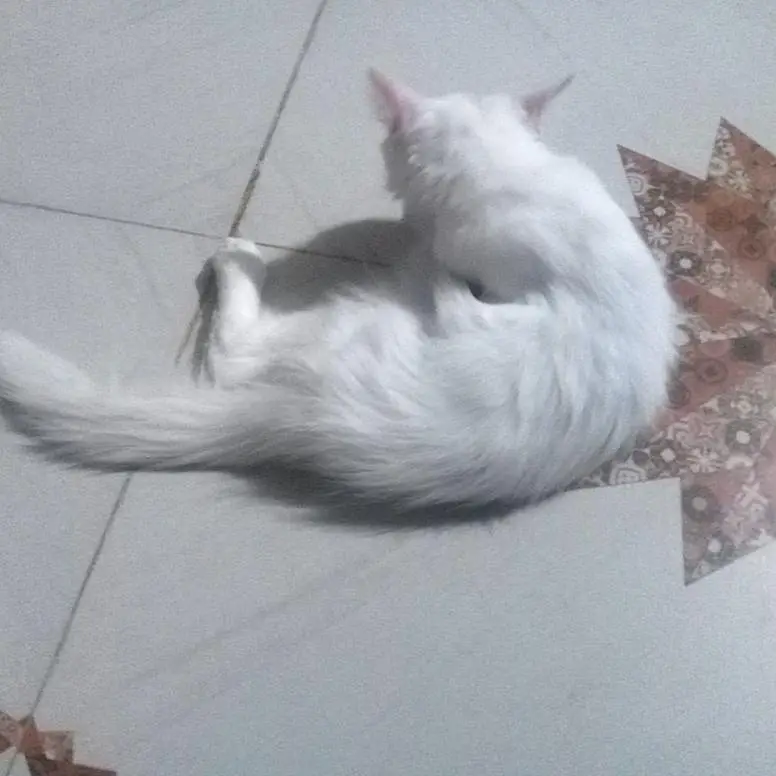 Pure White Persian Cat — photo 2