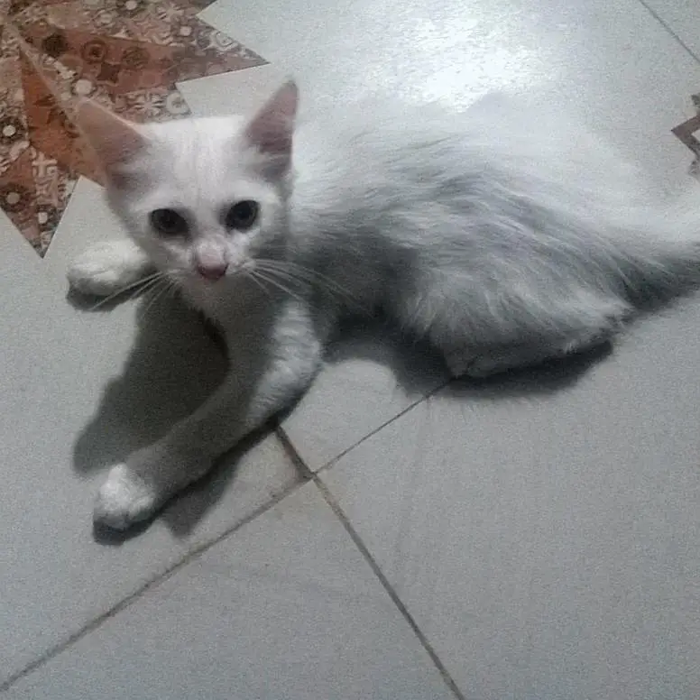 Pure White Persian Cat — photo 3
