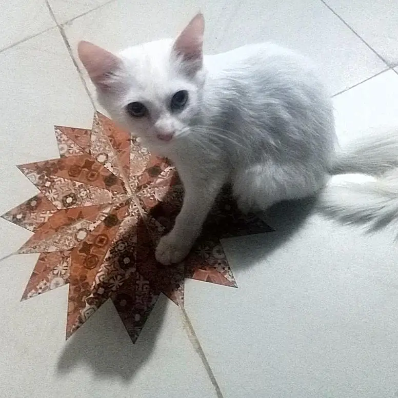 Pure White Persian Cat — photo 4