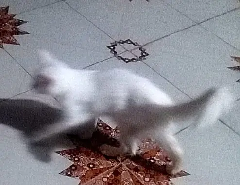 Pure White Persian Cat — photo 5