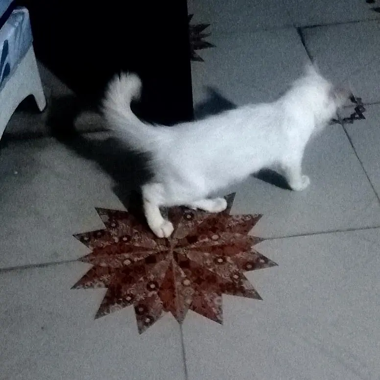Pure White Persian Cat — photo 6