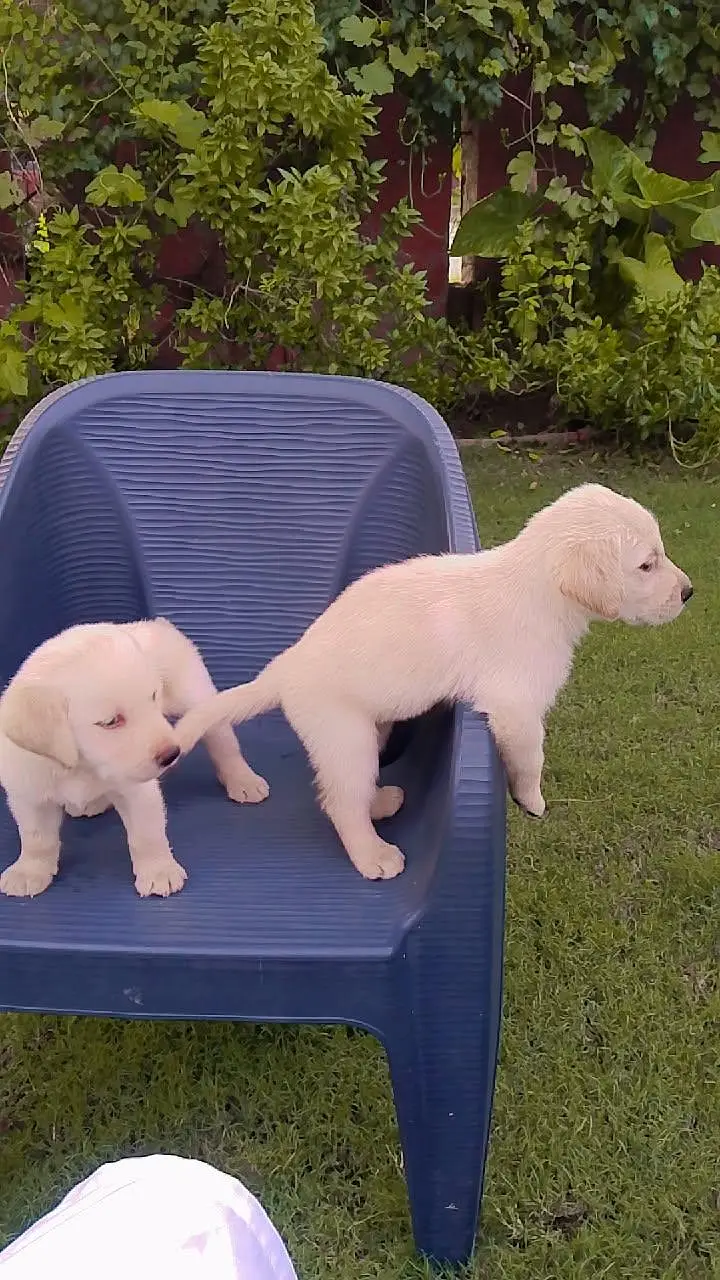 new breed of puppies for sale — photo 3