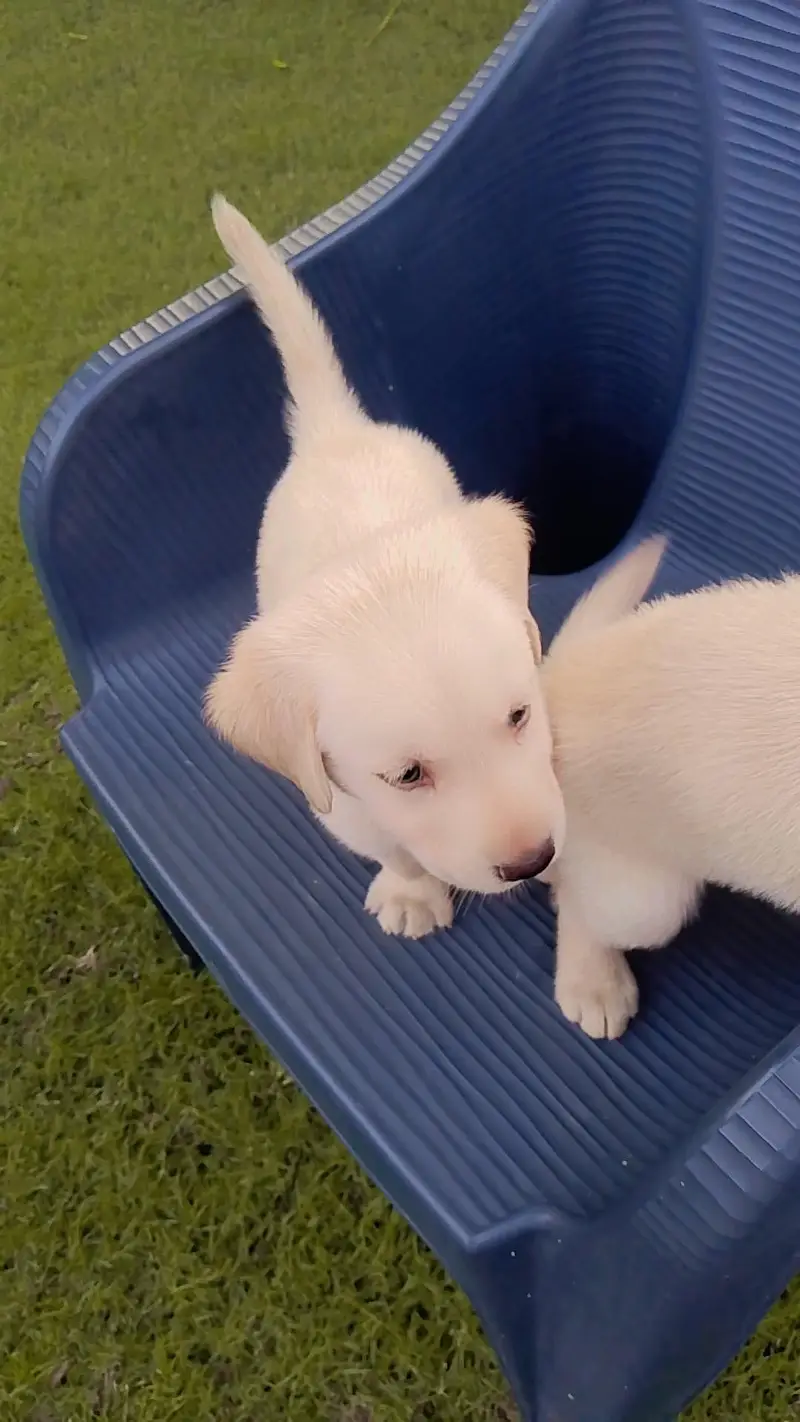 new breed of puppies for sale — photo 4