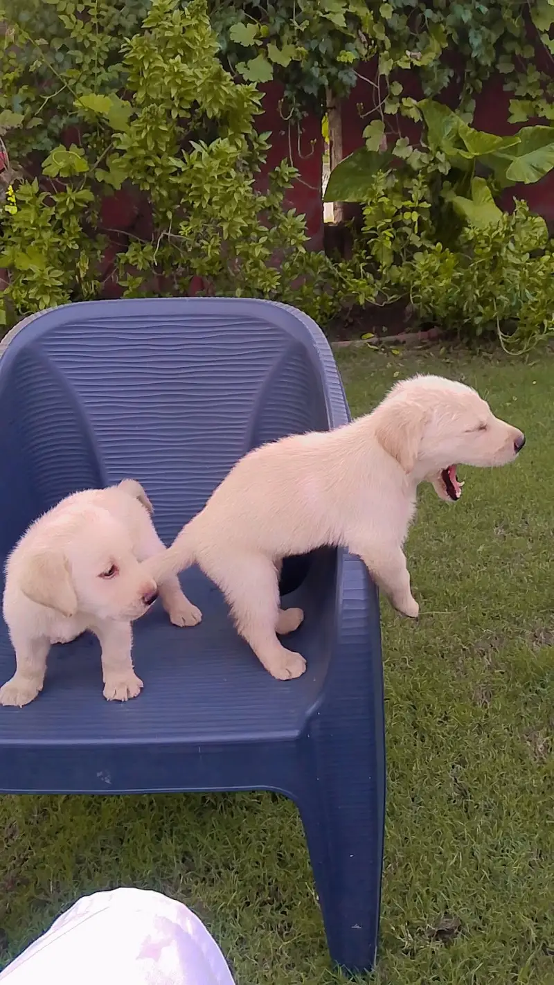 new breed of puppies for sale — photo 6