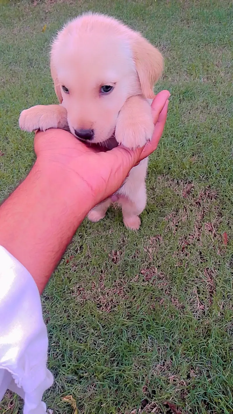 new breed of puppies for sale — photo 9