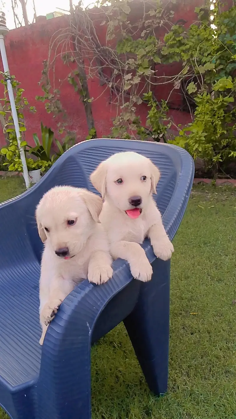 new breed of puppies for sale — photo 10