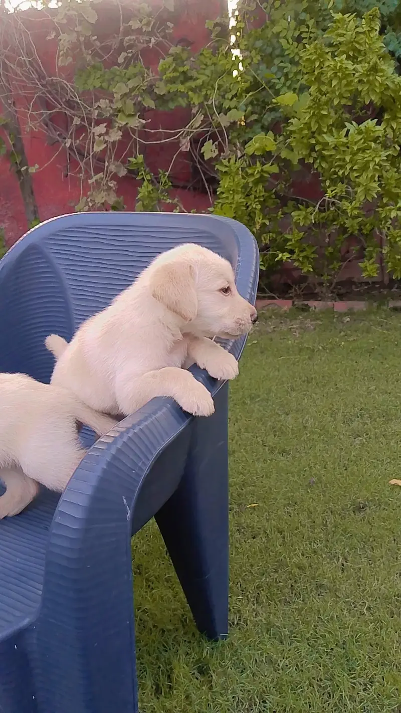 new breed of puppies for sale — photo 11