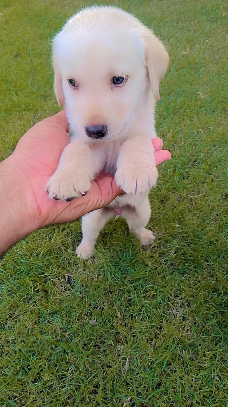new breed of puppies for sale — photo 12