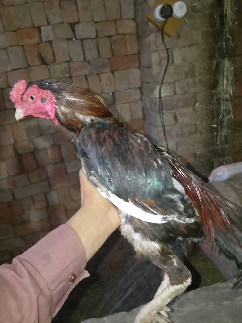 Aseel Pyar 1