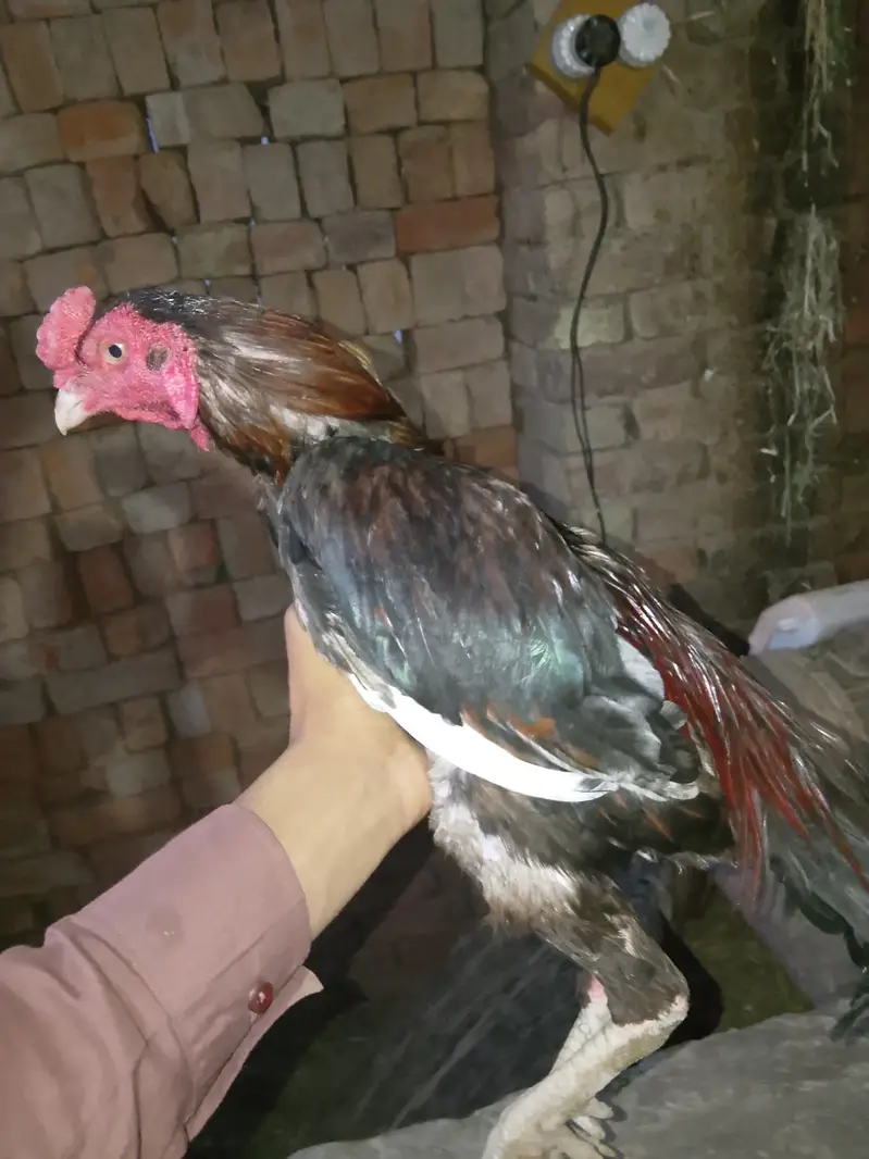 Aseel Pyar — photo 2