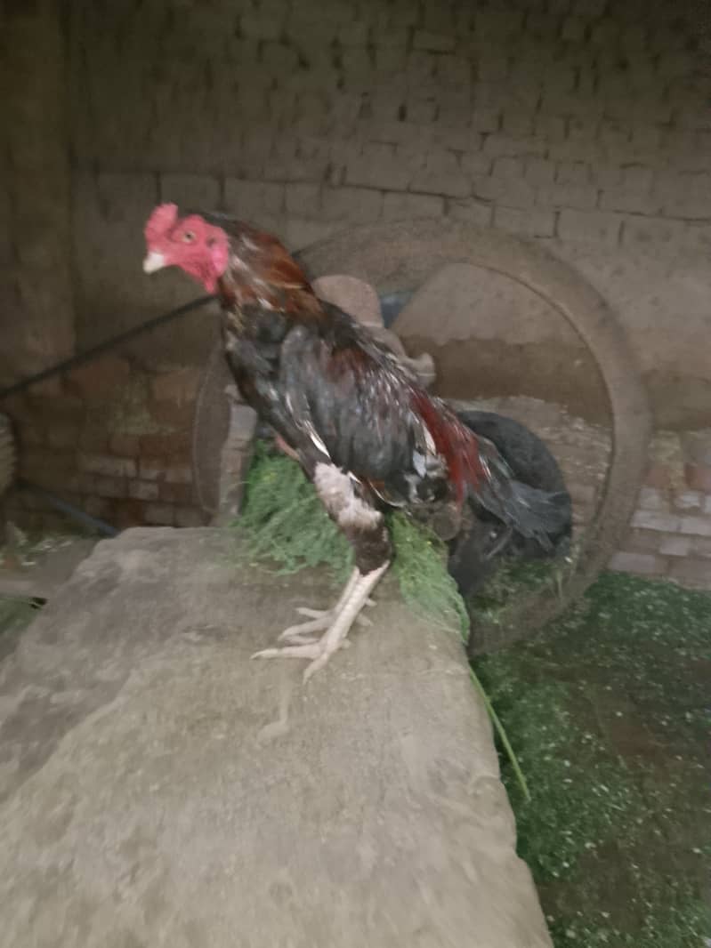 Aseel Pyar 4