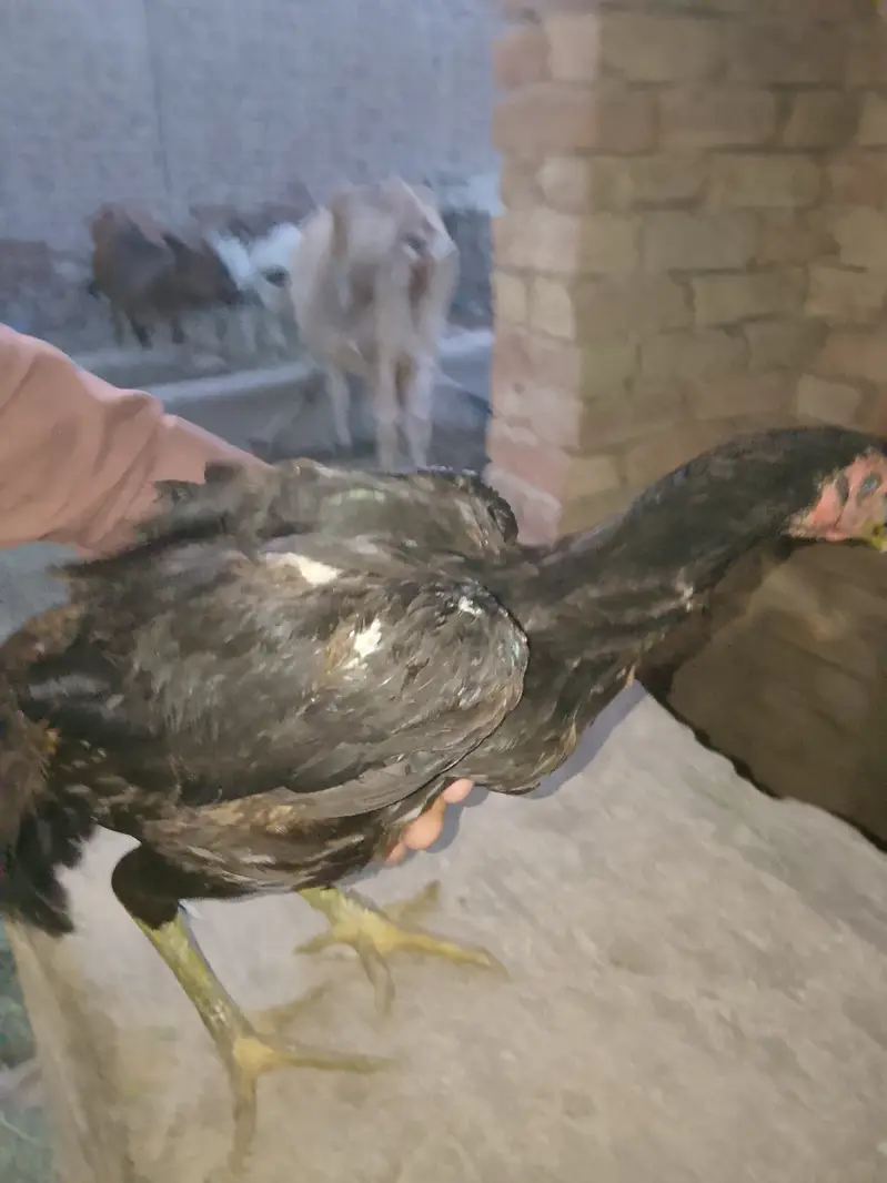 Aseel Pyar — photo 7