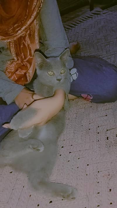Persian+British breed available for sale