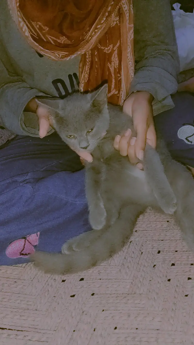 Persian+British breed available for sale — photo 2