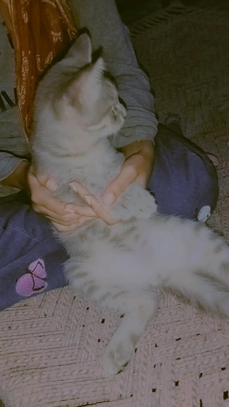 Persian+British breed available for sale — photo 4