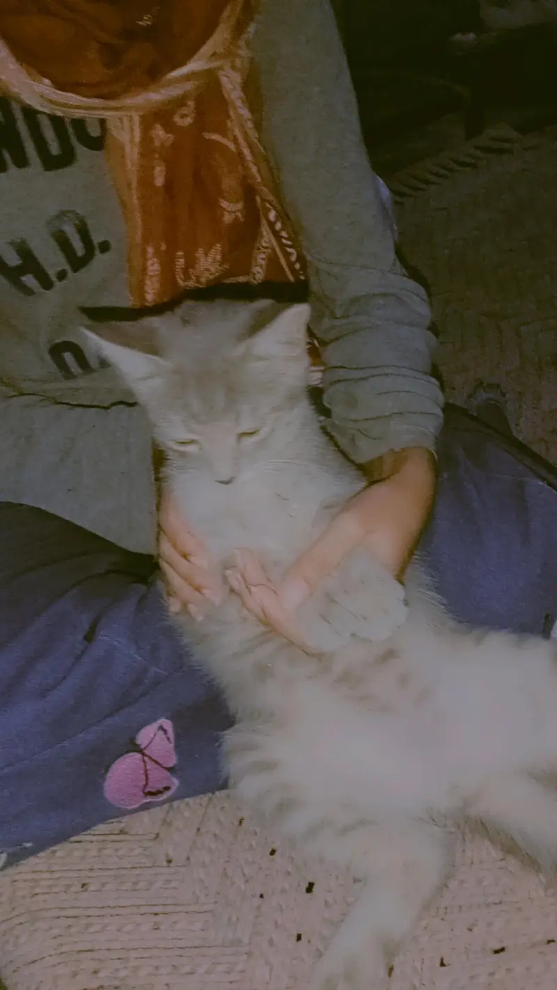 Persian+British breed available for sale — photo 5