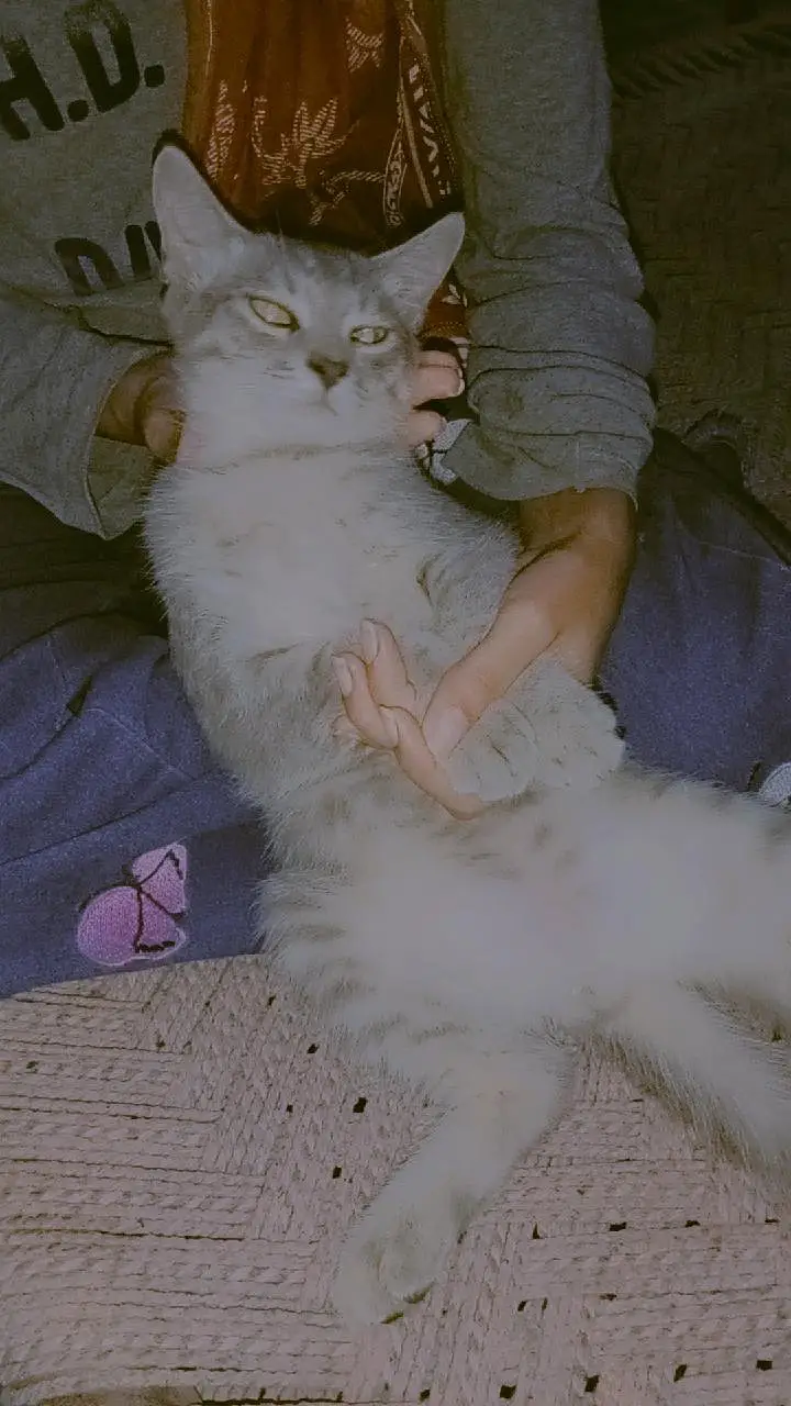Persian+British breed available for sale — photo 6