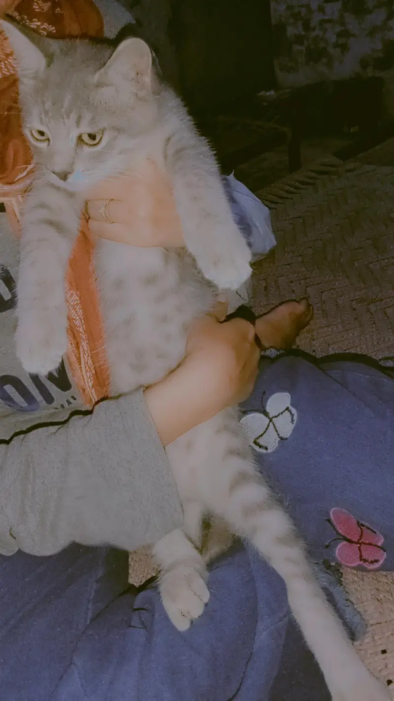 Persian+British breed available for sale — photo 8