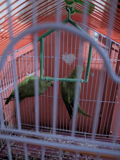 green parrot jori ha nar madi